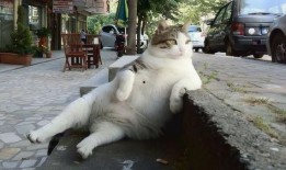 吃娱乐瓜tom猫的微博,Tom猫微博揭秘娱乐圈幕后故事