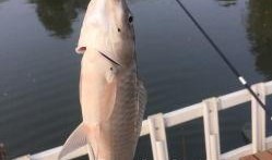 娱乐吃瓜钓鱼视频大全最新,娱乐吃瓜钓鱼视频大盘点，笑料百出，精彩纷呈！