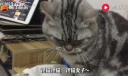 娱乐吃瓜小猫咪,揭秘娱乐圈那些事儿