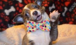 娱乐吃瓜菌宠物