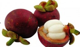 娱乐吃瓜酱山竹,娱乐吃瓜酱的神秘魅力揭秘