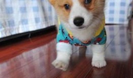 娱乐吃瓜酱狗窝,娱乐圈背后的真实故事