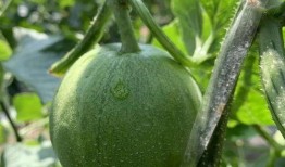 喜欢吃瓜娱乐圈做什么,娱乐圈的甜蜜诱惑与麻辣点评