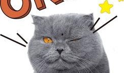 娱乐猫吃瓜记,揭秘娱乐圈幕后风云