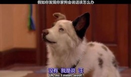 假如狗会说话娱乐吃瓜酱,娱乐吃瓜酱带你领略狗狗界的趣味日常