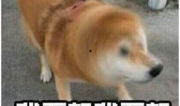 假如狗会说话娱乐吃瓜酱,娱乐吃瓜酱带你领略狗狗界的趣味日常