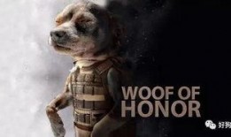 娱乐吃瓜汪星人是谁啊,网络红星的崛起之路