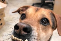 娱乐吃瓜酱狗带上牙,狗带上牙的神秘魅力揭秘