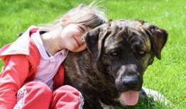 假如狗会说话娱乐吃瓜酱,娱乐吃瓜酱带你领略狗狗界的趣味日常