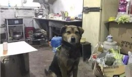 娱乐吃瓜酱搬家带狗,娱乐吃瓜酱携爱犬开启温馨搬家之旅