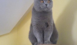 蓝猫娱乐圈吃瓜,揭秘明星幕后吃瓜大揭秘