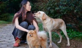 娱乐吃瓜酱女生养的狗,揭秘娱乐吃瓜酱女生的心头爱宠