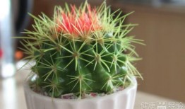 仙人球吃瓜娱乐,瓜果乐园的奇幻之旅