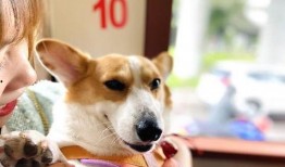 娱乐吃瓜菌宠物