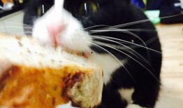 阿呆娱乐吃瓜,揭秘娱乐圈最新热点事件