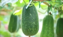 娱乐吃瓜种类,盘点热门事件，揭秘明星幕后故事