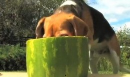 娱乐吃瓜汪,揭秘娱乐圈那些不为人知的幕后故事